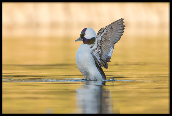 Bufflehead