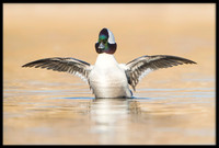 Bufflehead