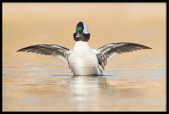 Bufflehead