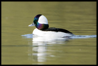 Bufflehead
