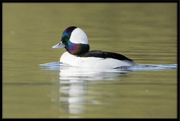 Bufflehead