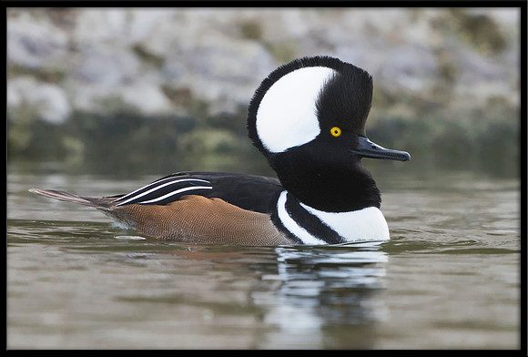 Hooded Merganser