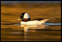 Bufflehead