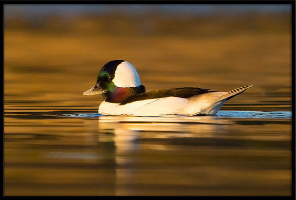 Bufflehead