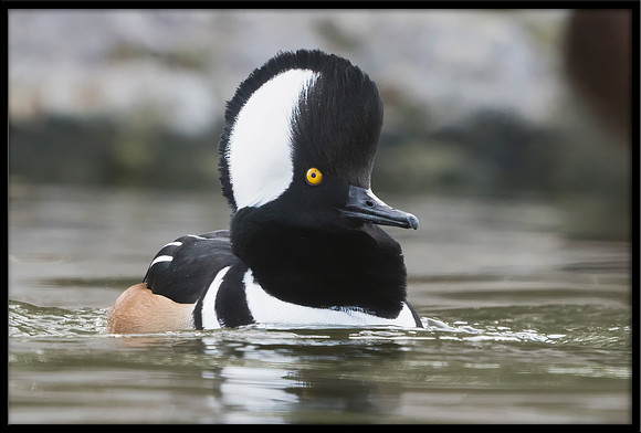 Hooded Merganser