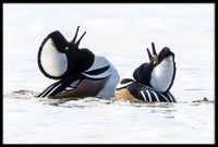 Hooded Merganser