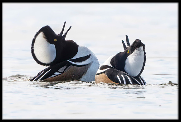 Hooded Merganser