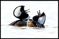 Hooded Merganser