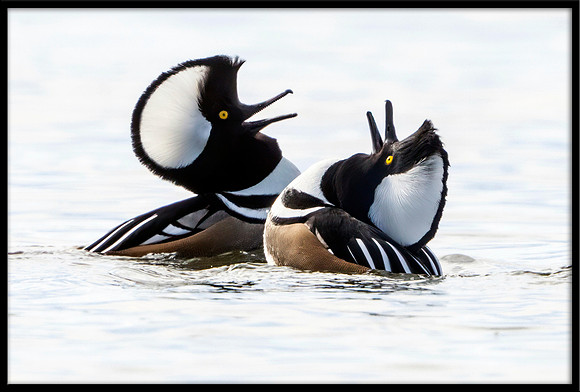 Hooded Merganser