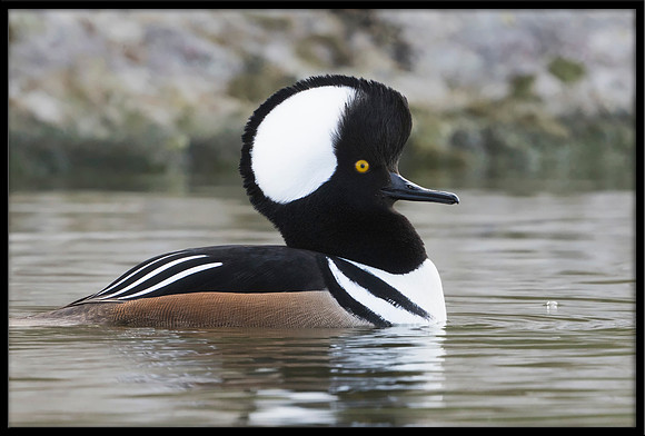 Hooded Merganser