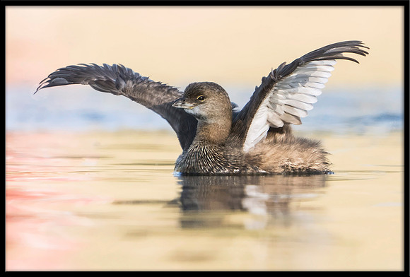 Pied-billed Grebe