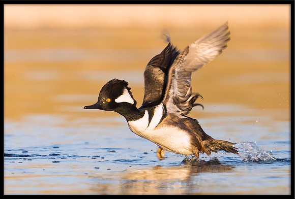 Hooded Merganser