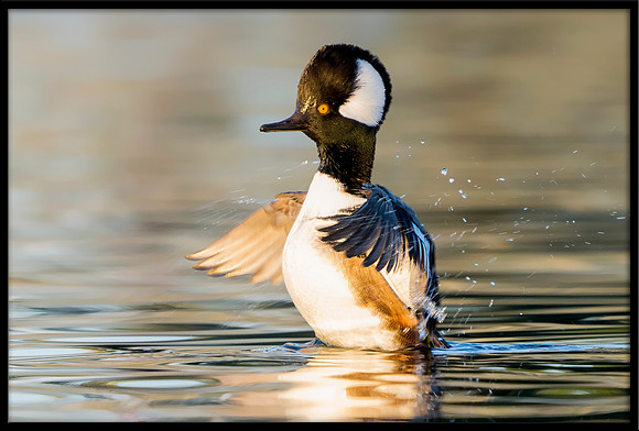 Hooded Merganser