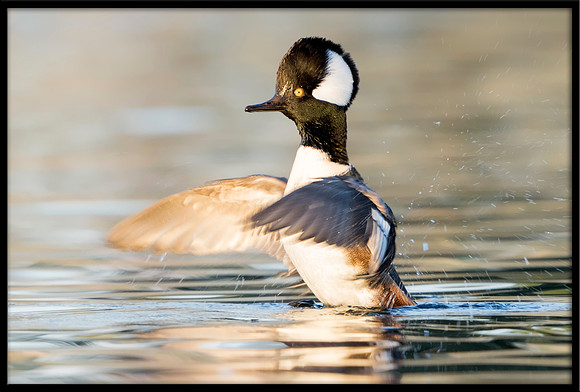 Hooded Merganser