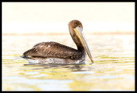 Brown Pelican