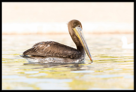 Brown Pelican