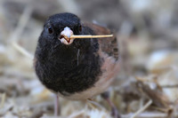 Dark-eyed Juncos