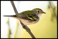 Chestnut-sided Warbler