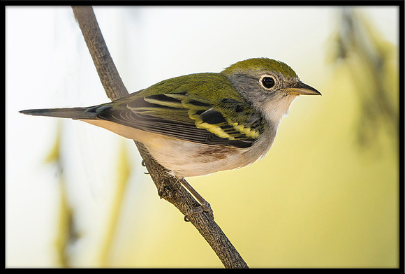 Chestnut-sided Warbler