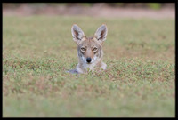 Coyote pup