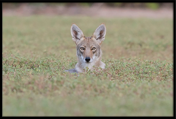 Coyote pup