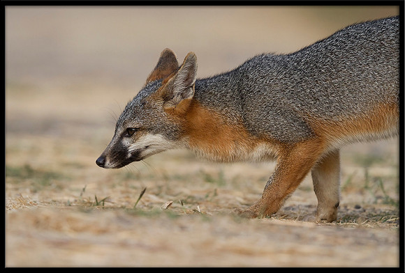 Grey Fox