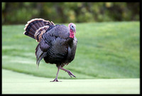 Turkey