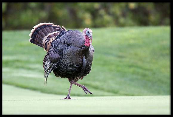 Turkey