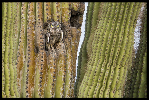 Western Screech Owl