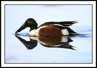 Northern Shoveler
