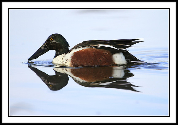 Northern Shoveler