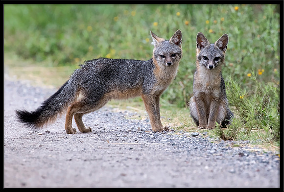 Grey Fox