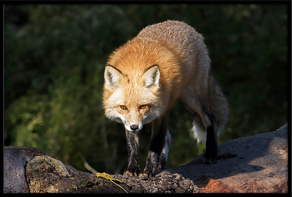 Red Fox