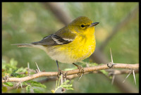 Pine Warblers