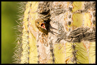 Gila Woodpecker chick fledging on June 4m 2024 at 5:20pm