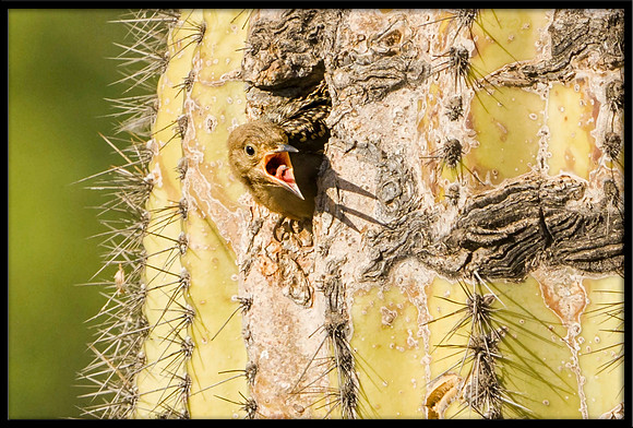 Gila Woodpecker chick fledging on June 4m 2024 at 5:20pm