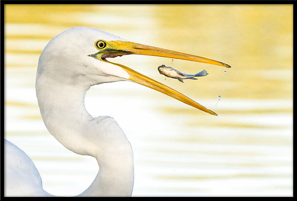 Great Egret