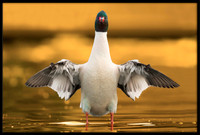 Common Merganser (m)