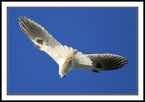 White-tailed Kite