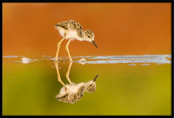 Black-necked Stilt chick