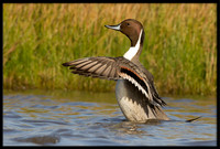 Northern Pintail