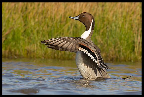 Northern Pintail