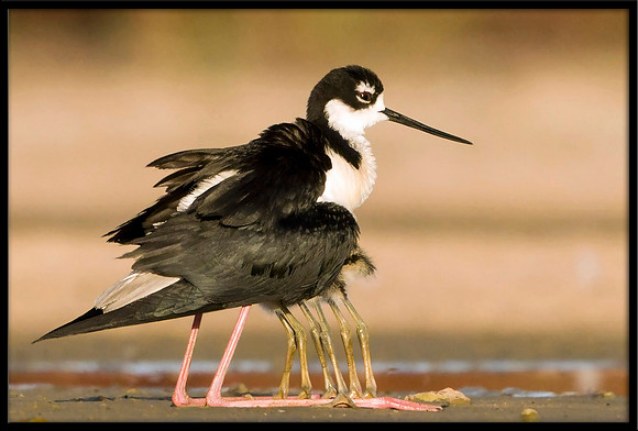 Black-necked Stilt chicks with parent