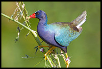 Purple Gallinule