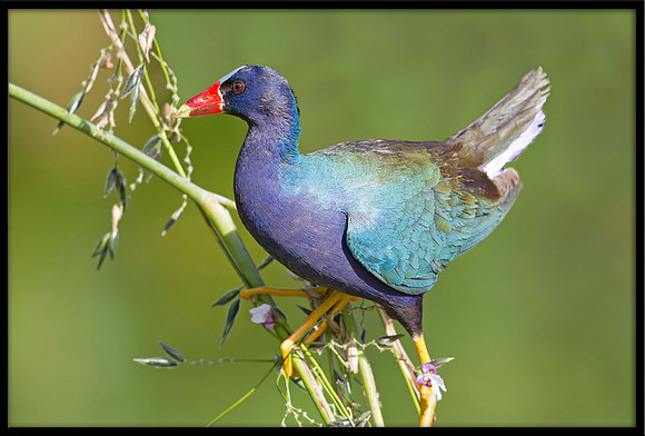 Purple Gallinule