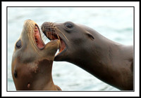 Sea Lions Growling