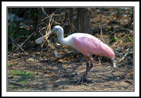 Roseate Spoonbill
