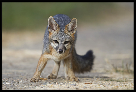 Grey Fox