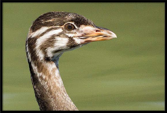 Pied-billed Grebe