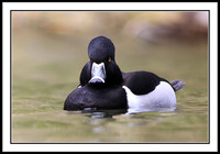 Ring-necked Duck